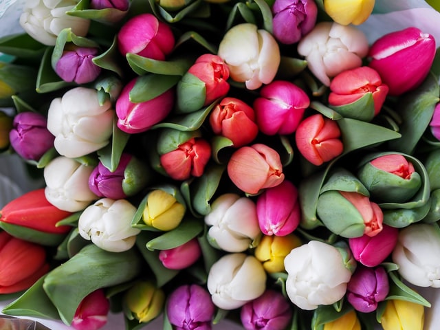 różnokolorowe tulipany