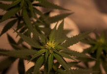 Jak kolekcjonować nasiona marihuany