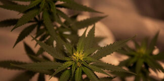 Jak kolekcjonować nasiona marihuany