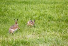 Jaka lampę solarną kupić forum? Jaka lampę solarną kupić forum?