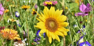 Jakie rośliny na kwietnik?