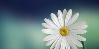 Co oznacza biała róża?