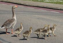 Ile można przekroczyć wymianę oleju?