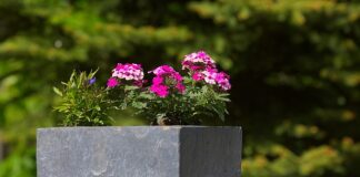 Co sadzić w donicy kaskadowej?