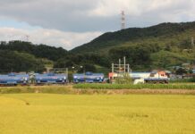 Co oznacza parzysta liczba róż?