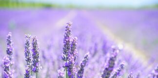 Czy lawenda nadaje się na cmentarz?