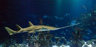 Jaka piła do lameli?