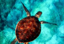 Czy można samemu nałożyć powłokę ceramiczna? Czy można samemu nałożyć powłokę ceramiczna?