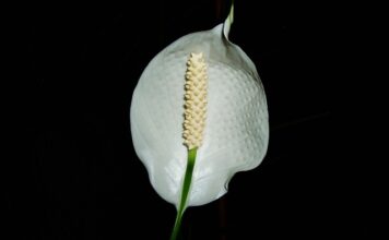 Czy skrzydłokwiat przynosi pecha?