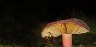 Co to są lamele i do czego służą?