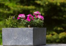 Co posadzić w donicy na cmentarzu?