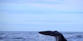 Jaką grubość lameli?