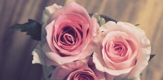 Ile daje się róż na zaręczyny?