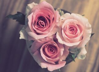 Ile daje się róż na zaręczyny?
