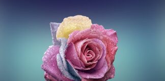 Czym się różni bejca od lakierobejcy?