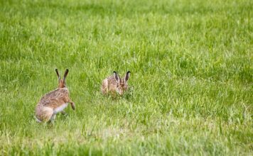 Jak dobrać lampę do stołu?