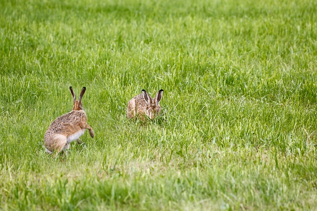 Jak dobrać lampę do stołu? Jak dobrać lampę do stołu?