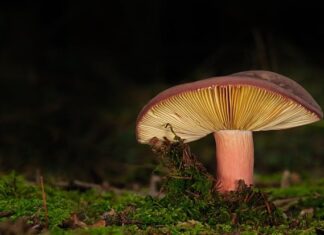 Jakie lamele na ścianę?