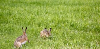 Jak wybrać lampę do salonu?
