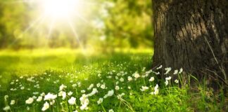 Jakie kwiaty sadzić do skrzynek?