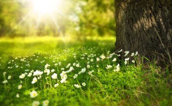 Jakie kwiaty można ze sobą łączyć?