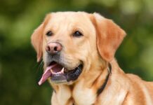 Które ciśnienie krwi jest ważniejsze?