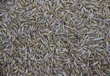 Kto produkuje Klebera? Kto produkuje Klebera?