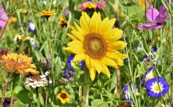Jak zamontować kwietnik rozporowy?